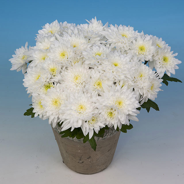 Chrysanthemum Oliveira Fine Webbing