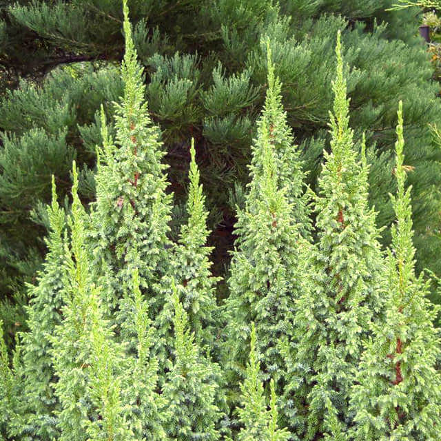 Juniperus pingii