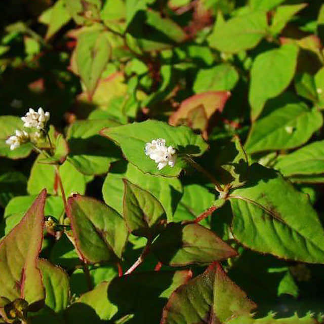 Persicaria microcephala Red Dragon