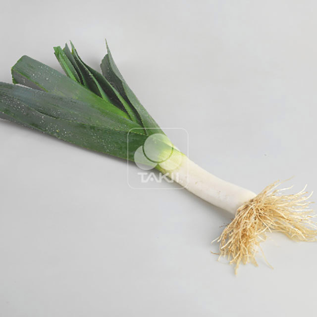 Allium porrum Mako Bello F1