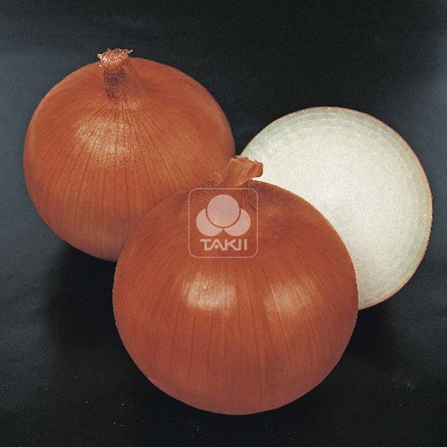 Onion Bonus F1 Foglie appiccicose