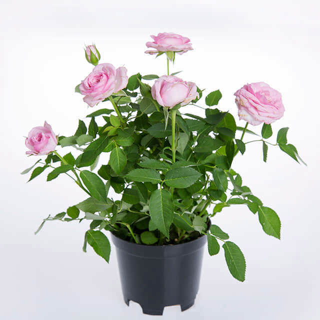 Pale Pink Mini Rose
