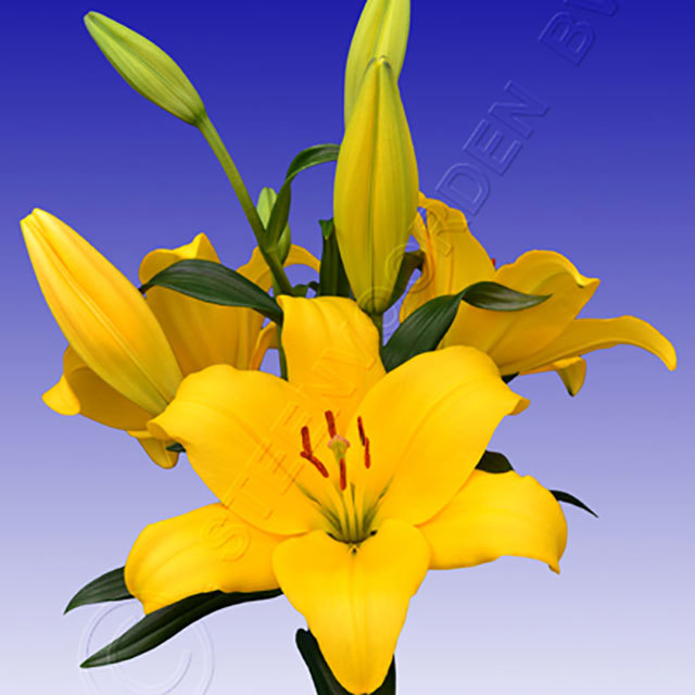 Lilium hybride Palm Place Ragnatele sottili
