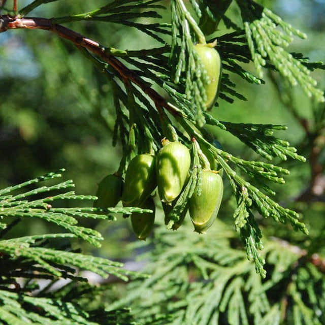 Calocedrus macrolepis