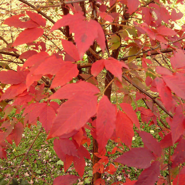 Acer rubrum