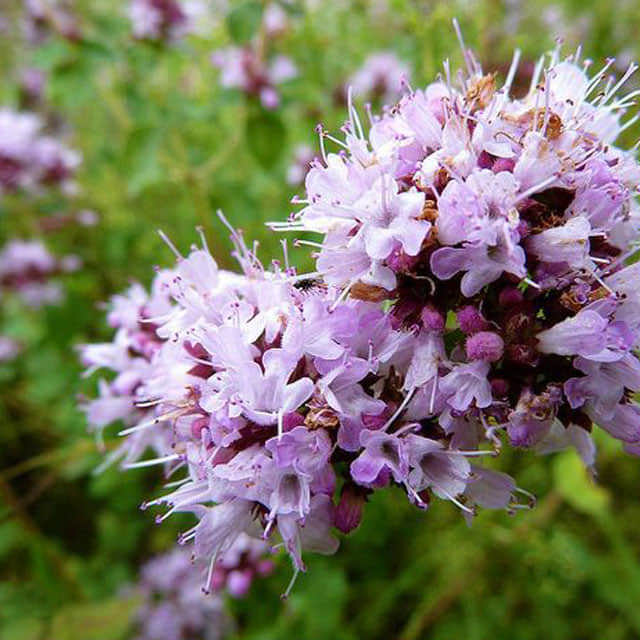 Origanum majorana Tiny Black Flies