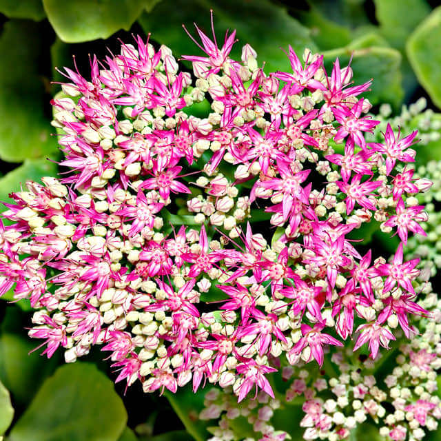 Hylotelephium spectabile