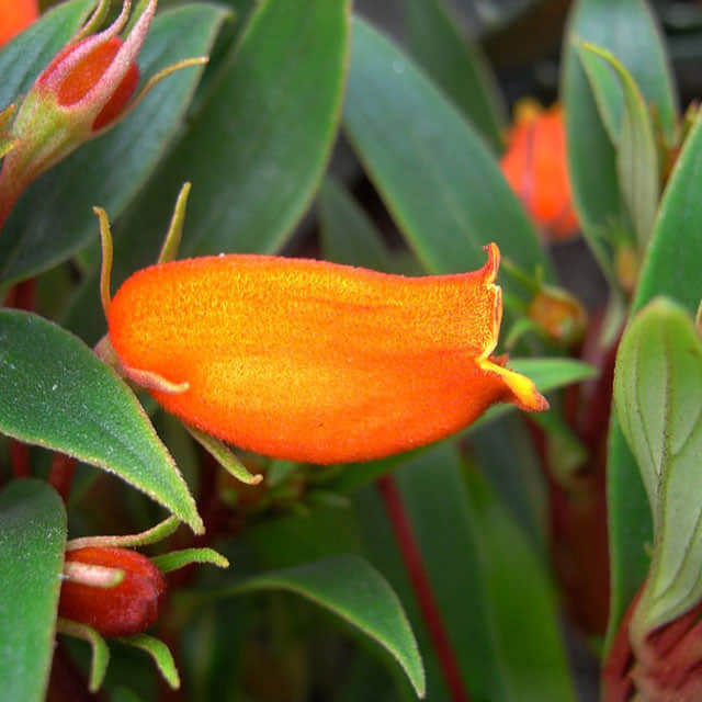 Anigozanthos flavidus