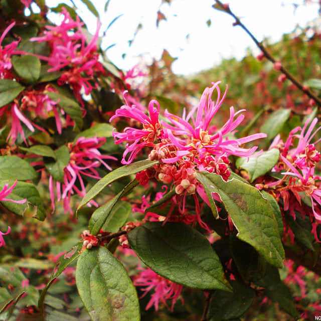 Loropetalum chinense rubrum