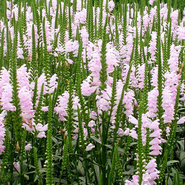 Physostegia virginiana