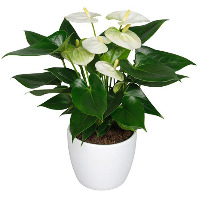 Anthurium andraeanum Namora Brown Leaf Tips