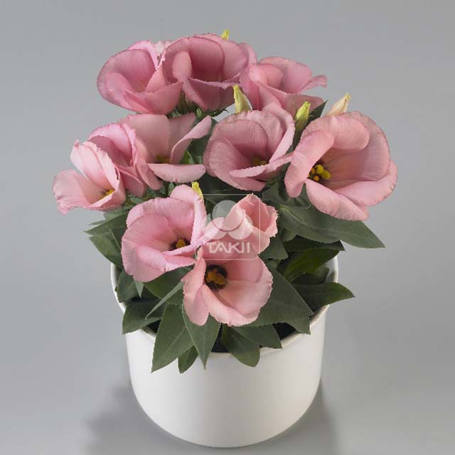 Eustoma Carmen F1 Deep Pink