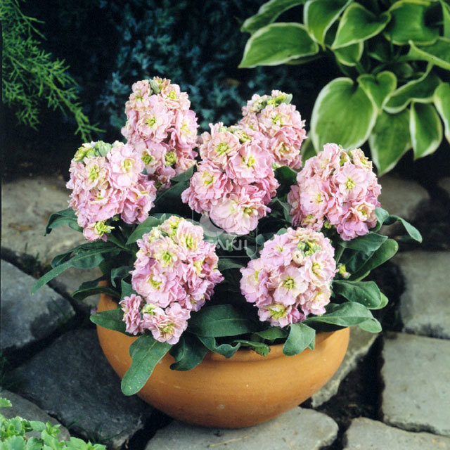 Matthiola incana Cinderella Antique