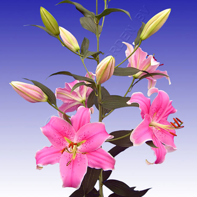 Lilium oriental Sorbonne Ragnatele sottili