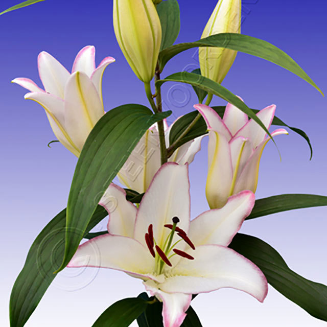 Lilium Oriental The Edge Fine Webbing