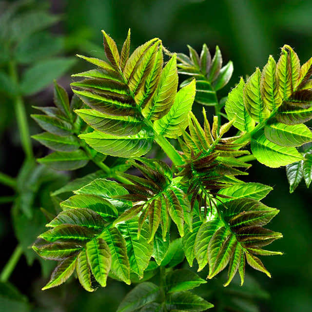 Fraxinus excelsior