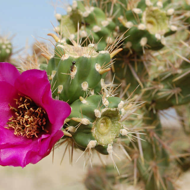 Cylindropuntia imbricata