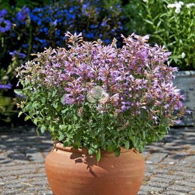 Agastache hybrids Sunset