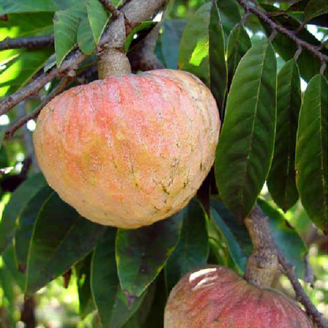 Annona reticulata