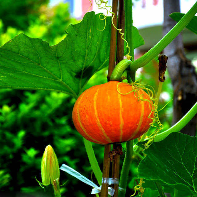 Cucurbita moschata