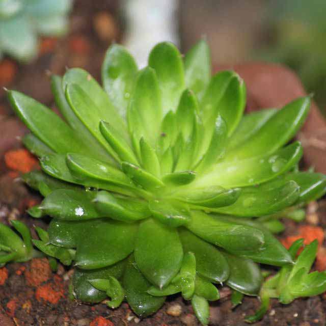 Orostachys fimbriatus White Cottony Spots