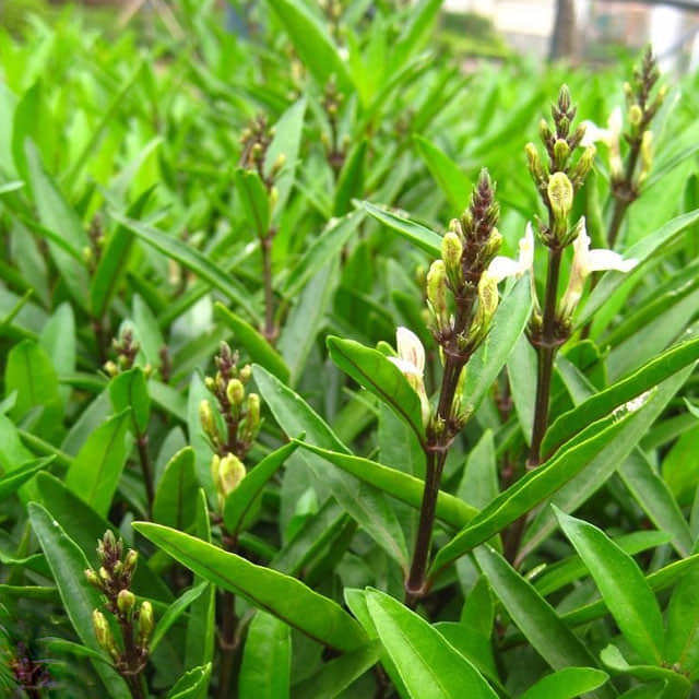 Buddleja asiatica