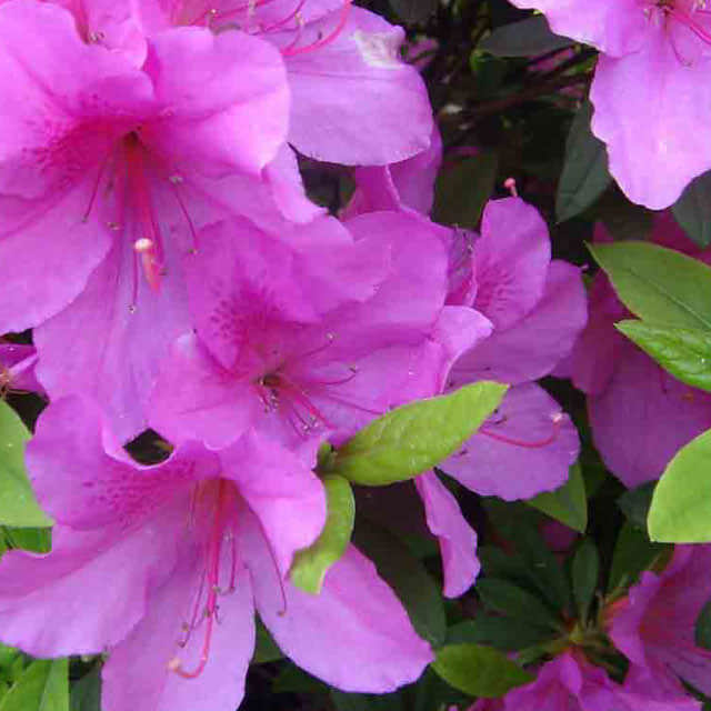 Rhododendron argyrophyllum Drooping Leaves