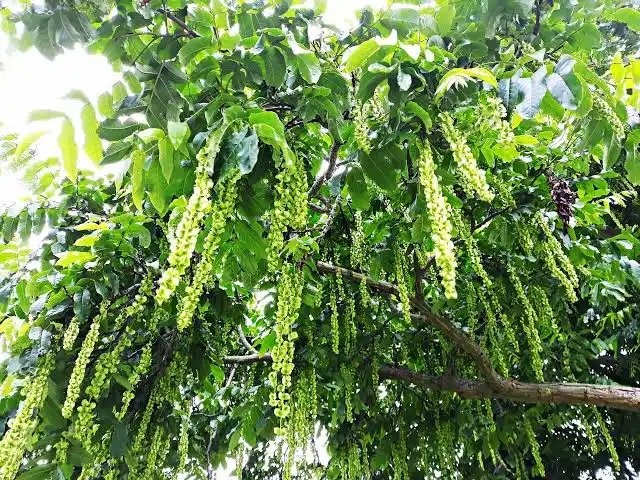 Pterocarya stenoptera