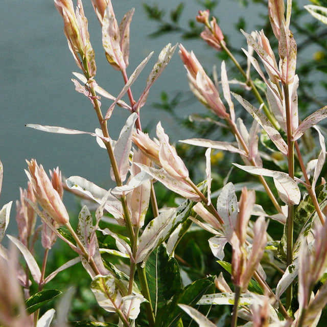 Salix integra