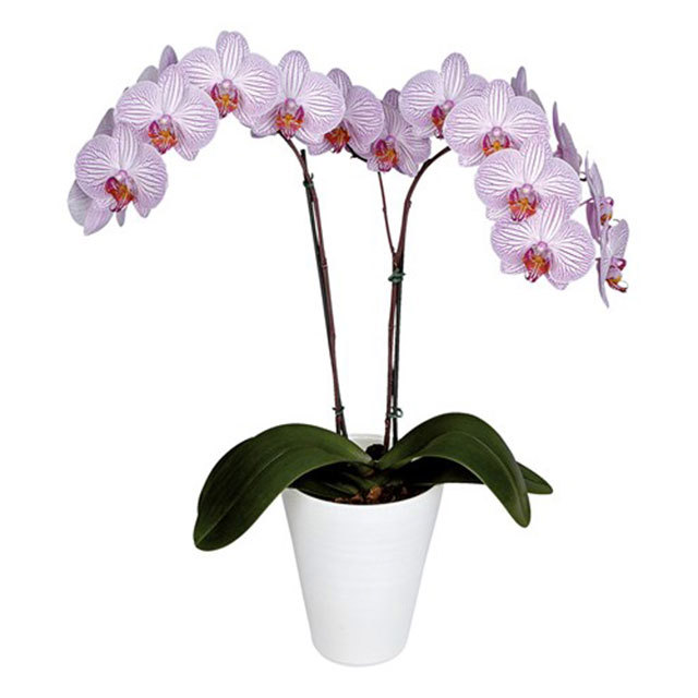 Phalaenopsis Leningrad