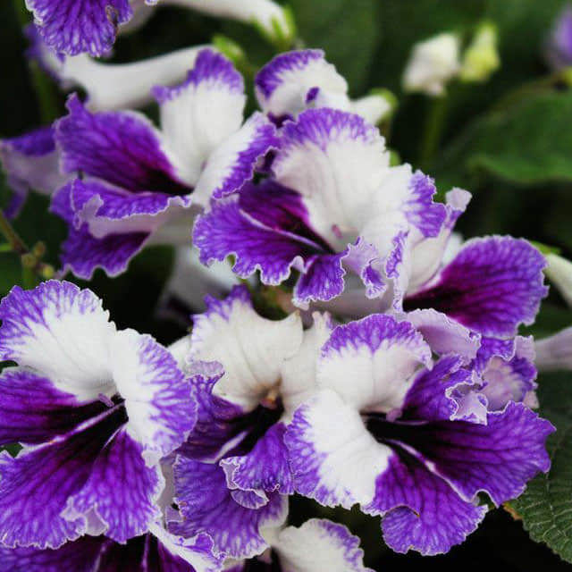Streptocarpus Mighty Mouse