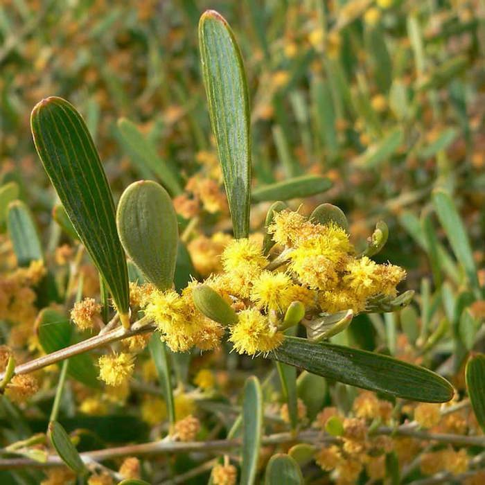 Acacia redolens