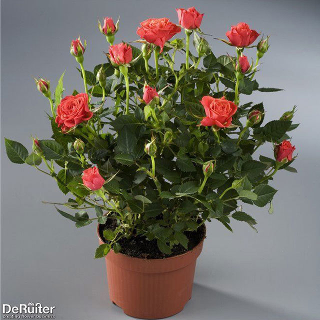 Mini Rose Indian Jewel Tiny Black Flies