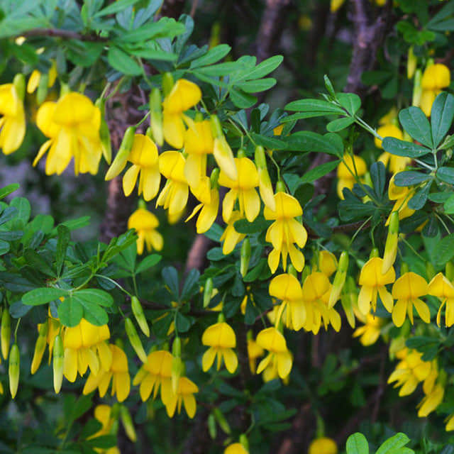 Caragana arborescens