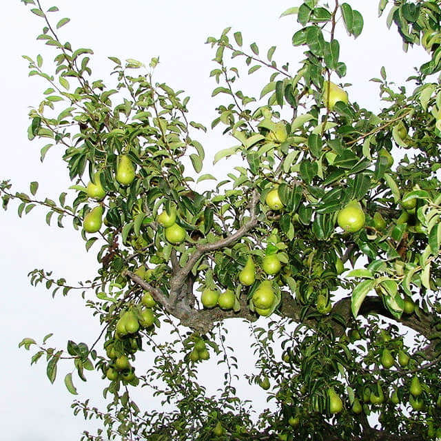 Pyrus