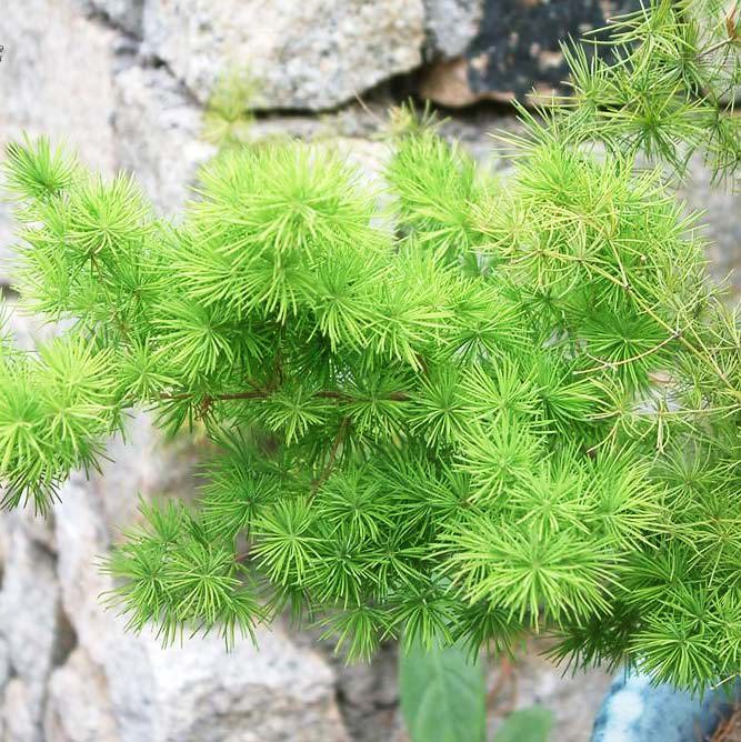 Asparagus myriocladus Tiny Black Flies