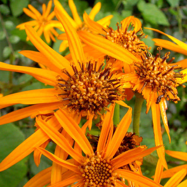 Ligularia dentata