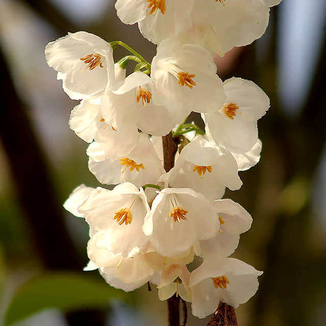 Halesia monticola