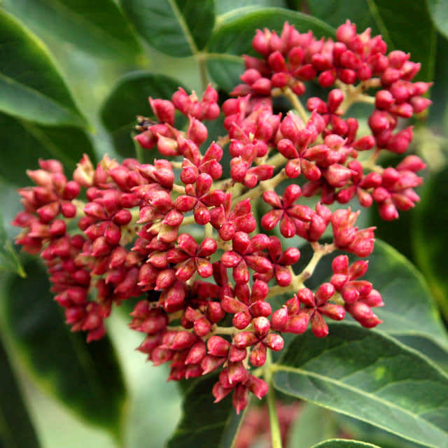 Tetradium daniellii