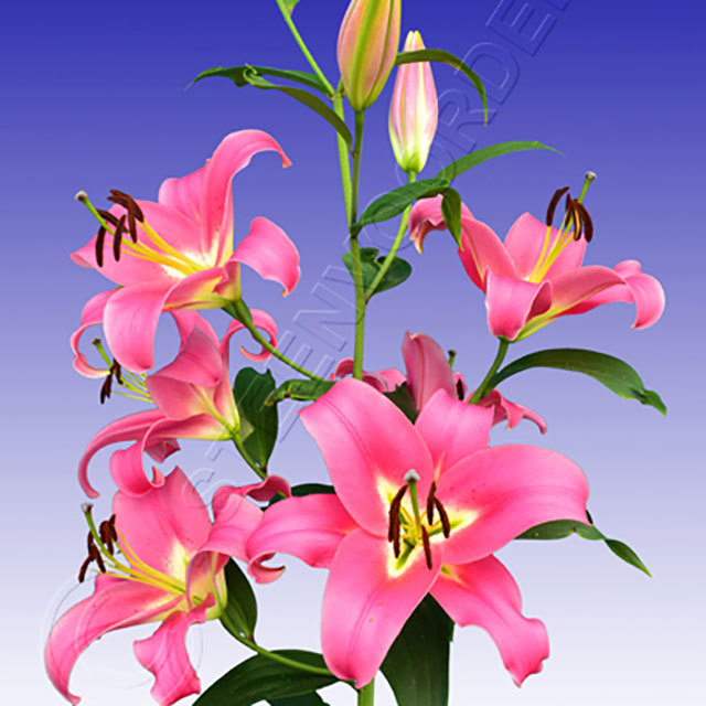 Lilium OT Fedora Fine Webbing