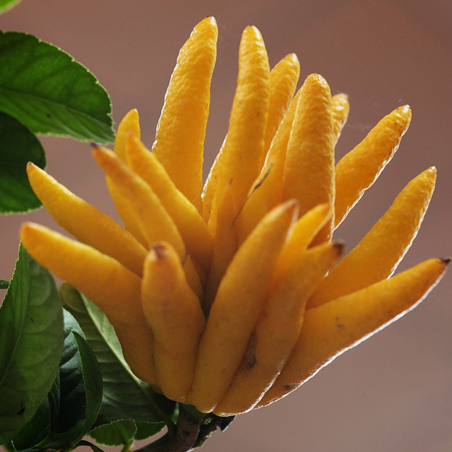 Citrus medica sarcodactylis Sticky Leaves