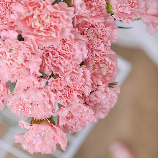 Dianthus caryophyllus