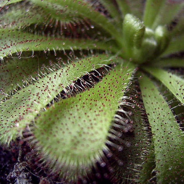 Drosera aliciae