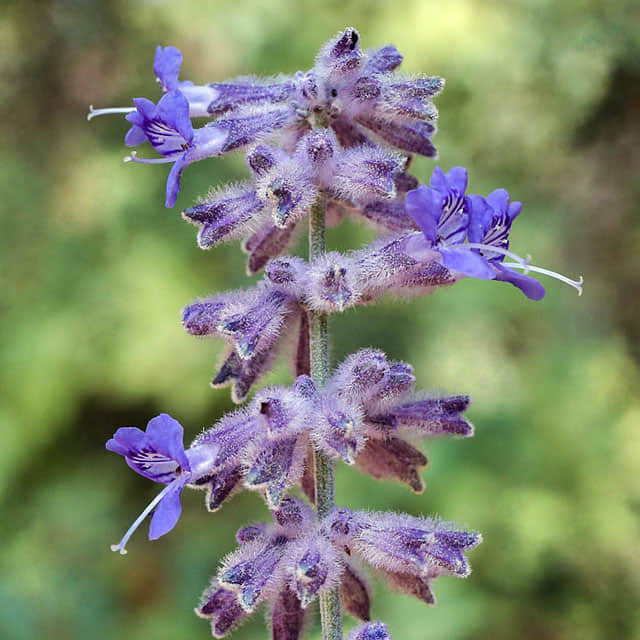 Perovskia atriplicifolia