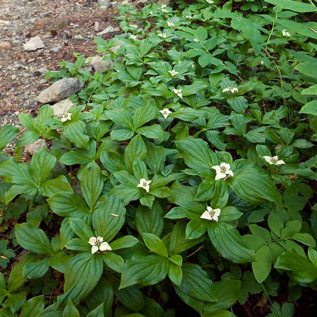 Cornus canadensis