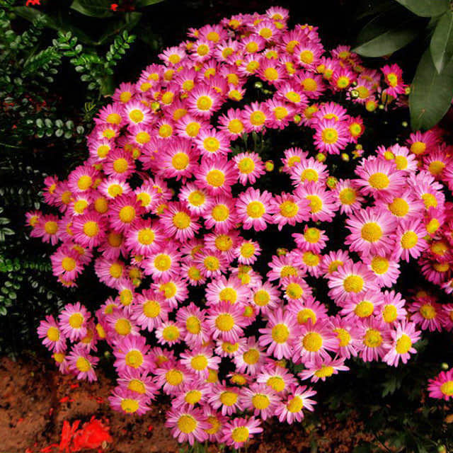 Tanacetum coccineum