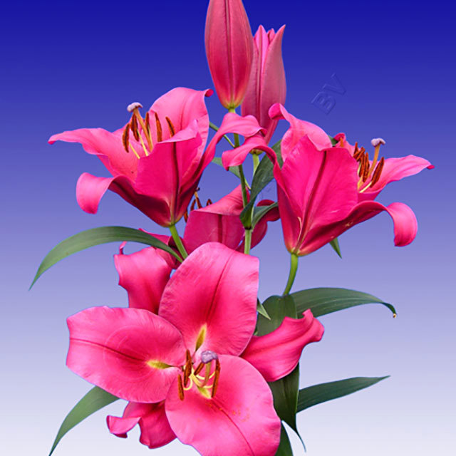 Lilium OT Carbonero Sudden Leaf Drop