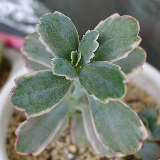 Kalanchoe fedtschenkoi Rosy Dawn Brown Leaf Tips