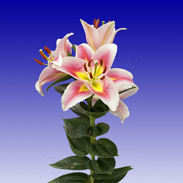 Lilium Angelique Fine Webbing