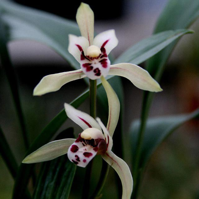 Cymbidium lancifolium